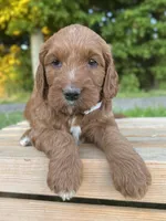 Willow, a female Irish Doodle for sale in Wooster, OH – 2 of 10