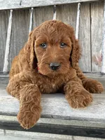 Brooklyn, a female Irish Doodle for sale in Wooster, OH – 3 of 10