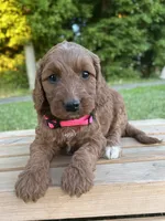 Oakley, a female Irish Doodle for sale in Wooster, OH – 5 of 10