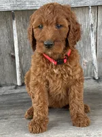 Brooklyn, a female Irish Doodle for sale in Wooster, OH – 4 of 10