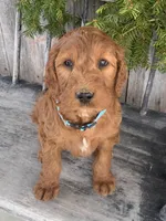 Ginger, a female Irish Doodle for sale in Wooster, OH – Photo 6 of 10