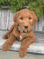 Ginger, a female Irish Doodle for sale in Wooster, OH – Photo 3 of 10