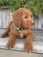 Ginger, a female Irish Doodle for sale in Wooster, OH – Photo 8 of 10