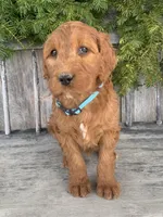 Ginger, a female Irish Doodle for sale in Wooster, OH – Photo 7 of 10