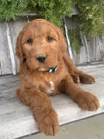 Ginger, a female Irish Doodle for sale in Wooster, OH – Photo 10 of 10