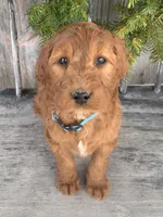Ginger, a female Irish Doodle for sale in Wooster, OH – Photo 2 of 10