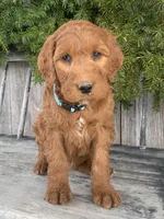 Ginger, a female Irish Doodle for sale in Wooster, OH – Photo 9 of 10