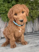 Ginger, a female Irish Doodle for sale in Wooster, OH – Photo 4 of 10