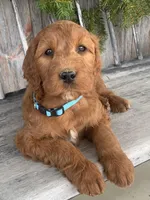 Ginger, a female Irish Doodle for sale in Wooster, OH – Photo 5 of 10