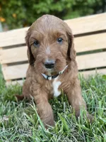 Willow, a female Irish Doodle for sale in Wooster, OH – 9 of 10