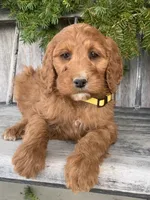 Daisy , a female Irish Doodle for sale in Wooster, OH – Photo 3 of 10