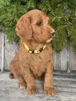 Daisy , a female Irish Doodle for sale in Wooster, OH – Photo 10 of 10