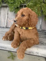 Daisy , a female Irish Doodle for sale in Wooster, OH – Photo 8 of 10