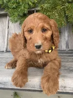 Daisy , a female Irish Doodle for sale in Wooster, OH – Photo 2 of 10