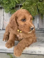 Daisy , a female Irish Doodle for sale in Wooster, OH – Photo 7 of 10