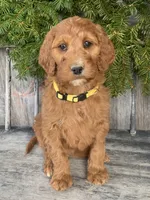 Daisy , a female Irish Doodle for sale in Wooster, OH – Photo 9 of 10