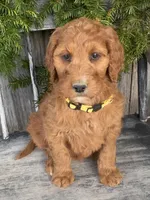 Daisy , a female Irish Doodle for sale in Wooster, OH – Photo 1 of 10