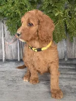 Daisy , a female Irish Doodle for sale in Wooster, OH – Photo 4 of 10