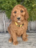 Daisy , a female Irish Doodle for sale in Wooster, OH – Photo 6 of 10