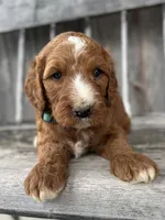 Ash, a male Irish Doodle for sale in Wooster, OH – 6 of 10