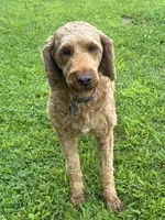 Maggie, a female Irish Doodle for sale in Wooster, OH – 2 of 10