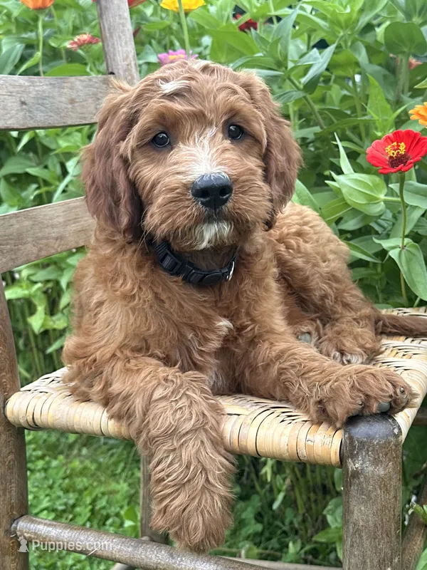 Maple – Irish Doodle puppy for sale in Wooster, OH