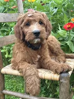 Maple, a female Irish Doodle for sale in Wooster, OH – 1 of 10
