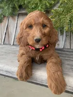 Rose, a female Irish Doodle for sale in Wooster, OH – Photo 2 of 10
