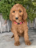 Rose, a female Irish Doodle for sale in Wooster, OH – Photo 3 of 10
