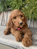 Rose, a female Irish Doodle for sale in Wooster, OH – Photo 9 of 10