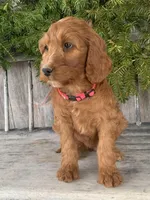 Rose, a female Irish Doodle for sale in Wooster, OH – Photo 10 of 10