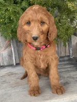 Rose, a female Irish Doodle for sale in Wooster, OH – Photo 7 of 10