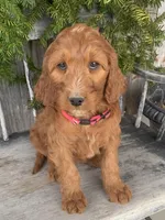 Rose, a female Irish Doodle for sale in Wooster, OH – Photo 4 of 10