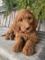 Rose, a female Irish Doodle for sale in Wooster, OH – Photo 8 of 10