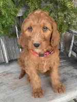 Rose, a female Irish Doodle for sale in Wooster, OH – Photo 6 of 10