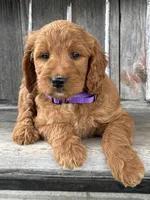 Charlotte , a female Irish Doodle for sale in Wooster, OH – 3 of 10