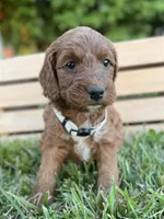 Juniper, a female Irish Doodle for sale in Wooster, OH – 9 of 10
