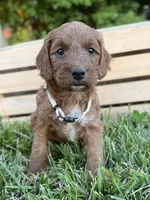 Juniper, a female Irish Doodle for sale in Wooster, OH – 8 of 10