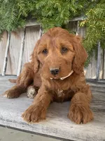 Sage, a female Irish Doodle for sale in Wooster, OH – Photo 9 of 10