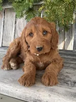 Sage, a female Irish Doodle for sale in Wooster, OH – Photo 10 of 10