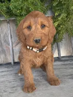 Sage, a female Irish Doodle for sale in Wooster, OH – Photo 5 of 10