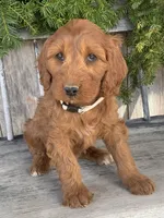 Sage, a female Irish Doodle for sale in Wooster, OH – Photo 3 of 10