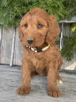 Sage, a female Irish Doodle for sale in Wooster, OH – Photo 8 of 10