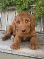 Sage, a female Irish Doodle for sale in Wooster, OH – Photo 2 of 10