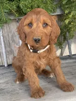 Sage, a female Irish Doodle for sale in Wooster, OH – Photo 1 of 10
