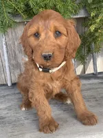 Sage, a female Irish Doodle for sale in Wooster, OH – Photo 4 of 10