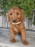 Sage, a female Irish Doodle for sale in Wooster, OH – Photo 7 of 10