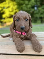 Oakley, a female Irish Doodle for sale in Wooster, OH – 7 of 10