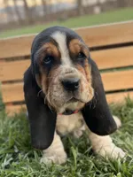 Madeline, a female Basset Hound for sale in Wooster, OH – Photo 3 of 10