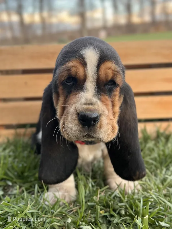 Madeline – Basset Hound puppy for sale in Wooster, OH